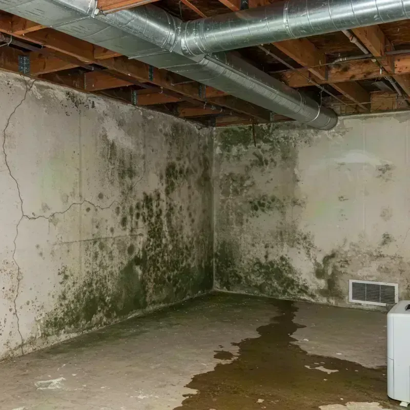 Professional Mold Removal in Mundys Corner, PA